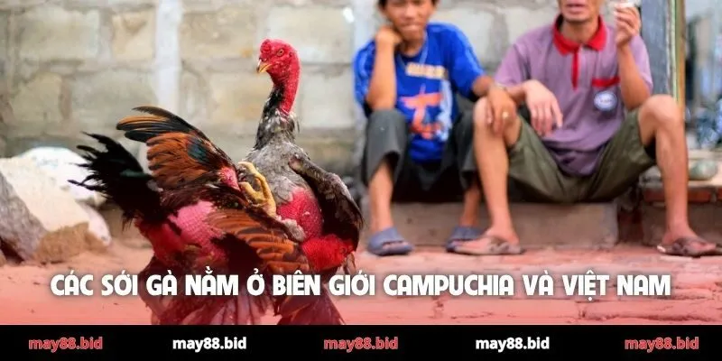 Các sới gà nằm ở biên giới Campuchia và Việt Nam
