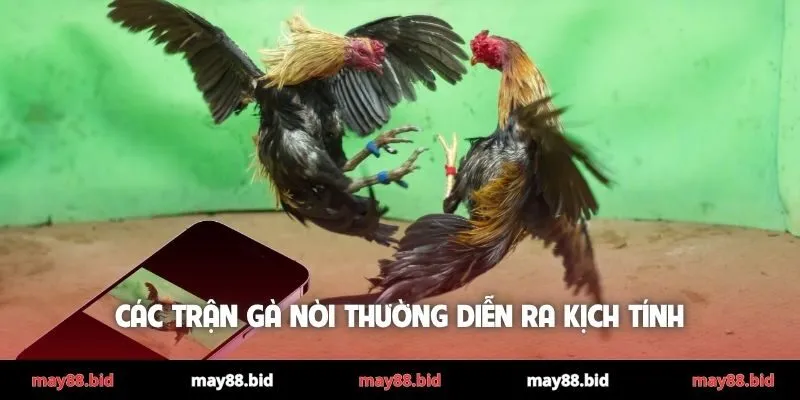 Các trận gà nòi thường diễn ra kịch tính