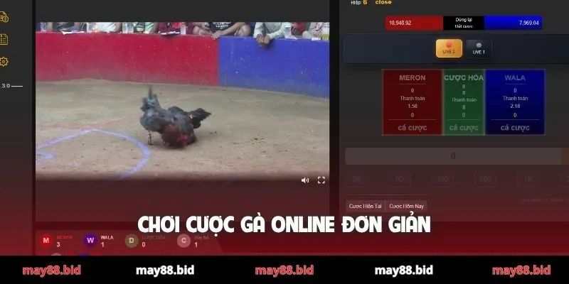 Chơi cược gà online đơn giản