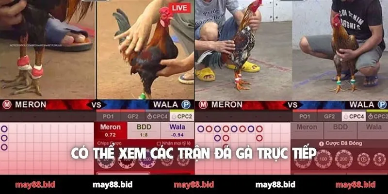 Có thể xem các trận đá gà trực tiếp