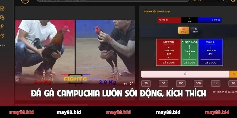 Đá gà Campuchia luôn sôi động, kích thích