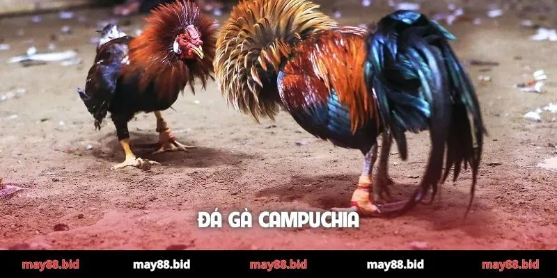 Đá gà Campuchia
