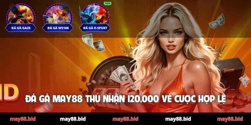 Đá gà MAY88 thu nhận 120.000 vé cược hợp lệ