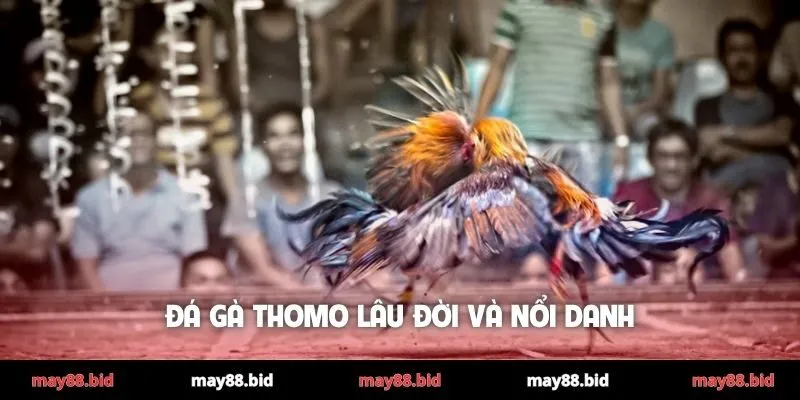 Đá gà Thomo lâu đời và nổi danh