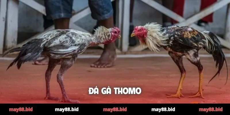 Đá gà Thomo