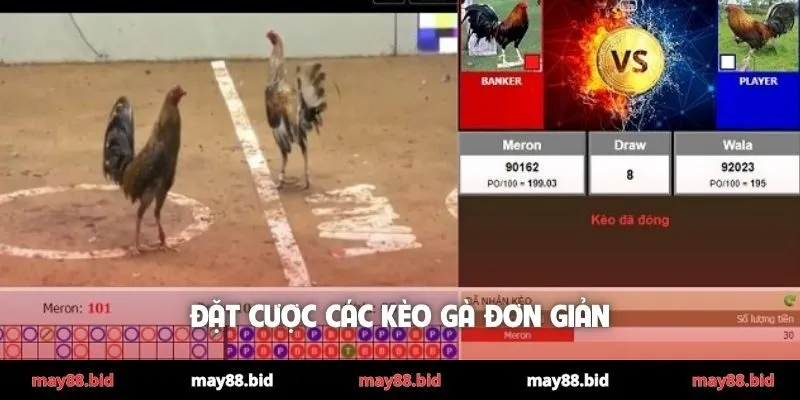 Đặt cược các kèo gà đơn giản
