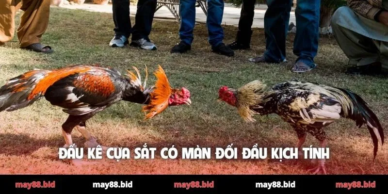 Đấu kê cựa sắt có màn đối đầu kịch tính