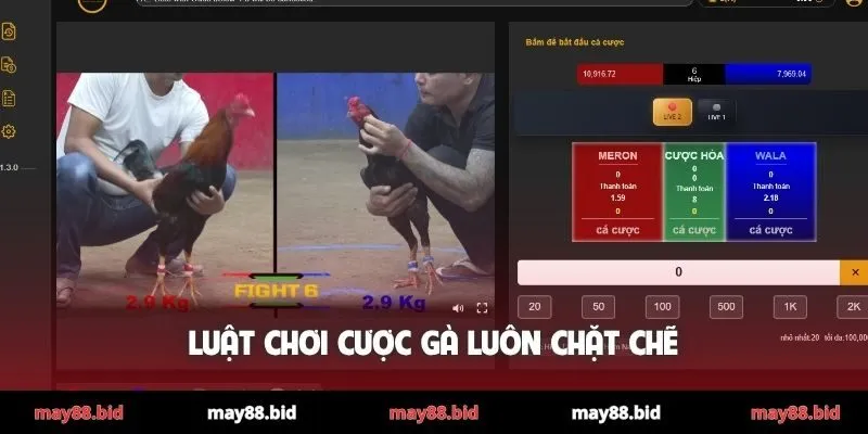 Luật chơi cược gà luôn chặt chẽ
