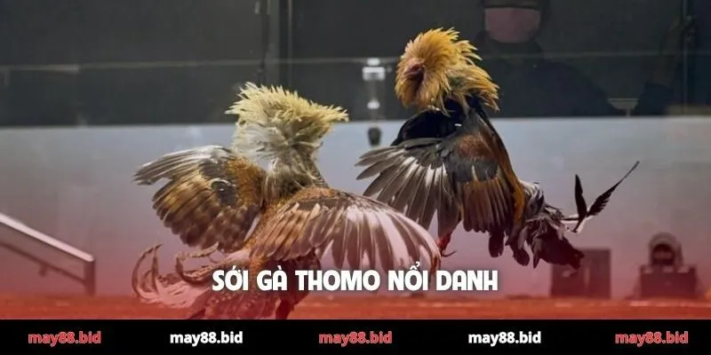 Sới gà Thomo nổi danh