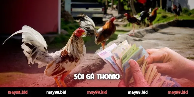 Sới gà Thomo