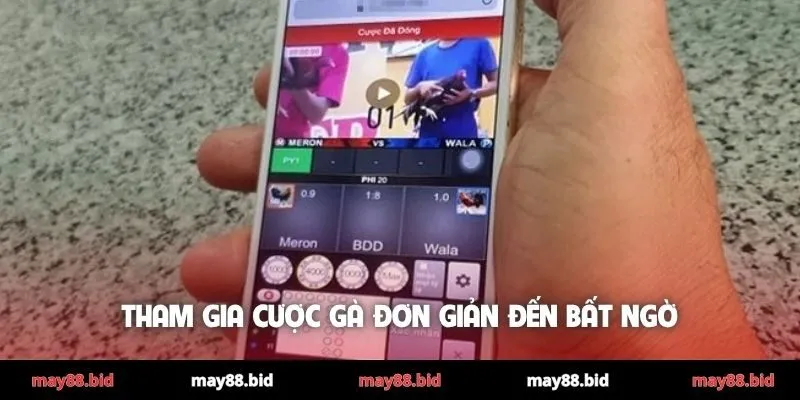 Tham gia cược gà đơn giản đến bất ngờ